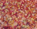 Maple Leaf Collage