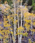 White Aspens and Rock Wall