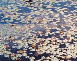 Waterlilies, Raindrops and Light