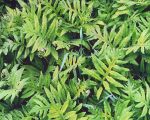 Emerald Ferns and Raindrops