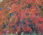 Luxuriant Red Maple