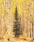 Spruce and Bright Aspen Forest