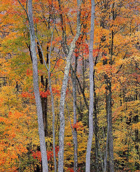 Allegheny Autumn Forest
