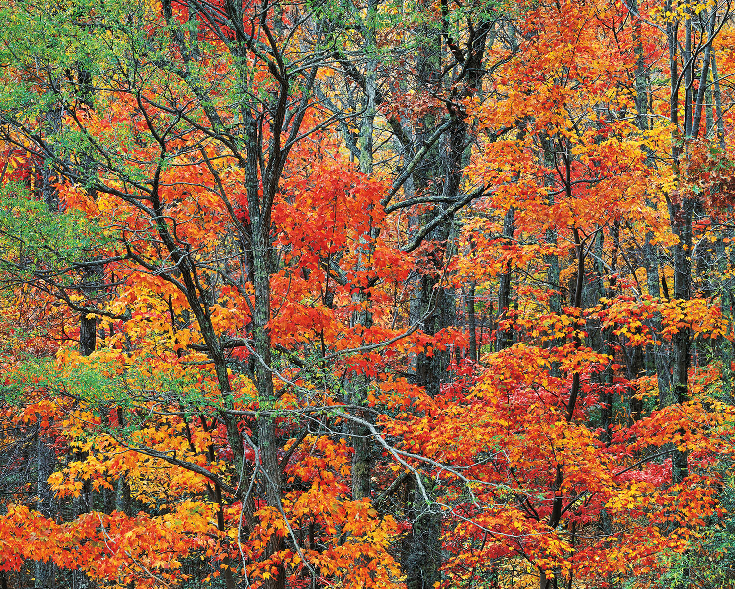 Cherokee Autumn Forest