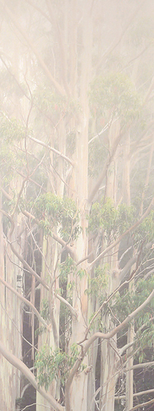 Eucalyptus in Fog