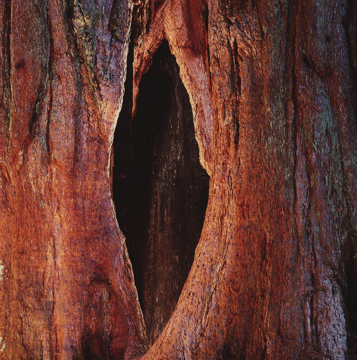 Glowing Sequoia Trunks