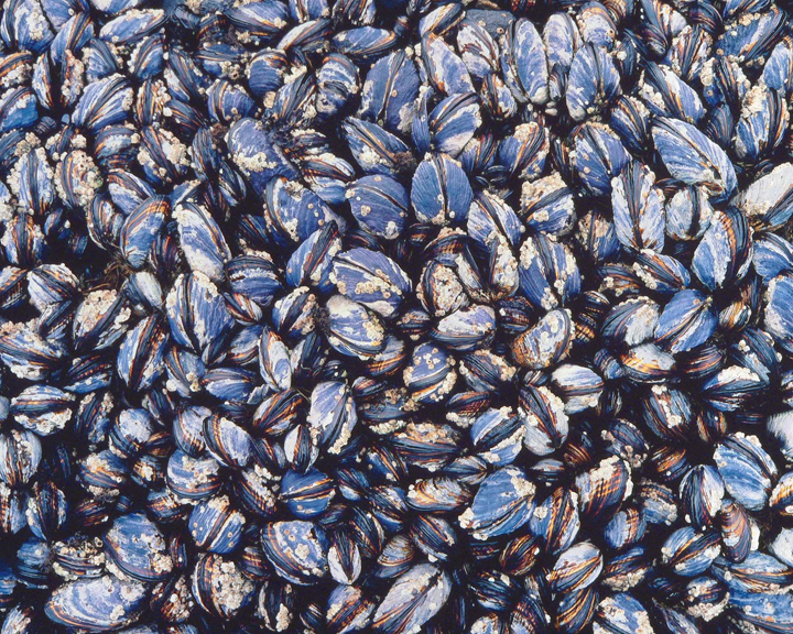 Mussel Colony