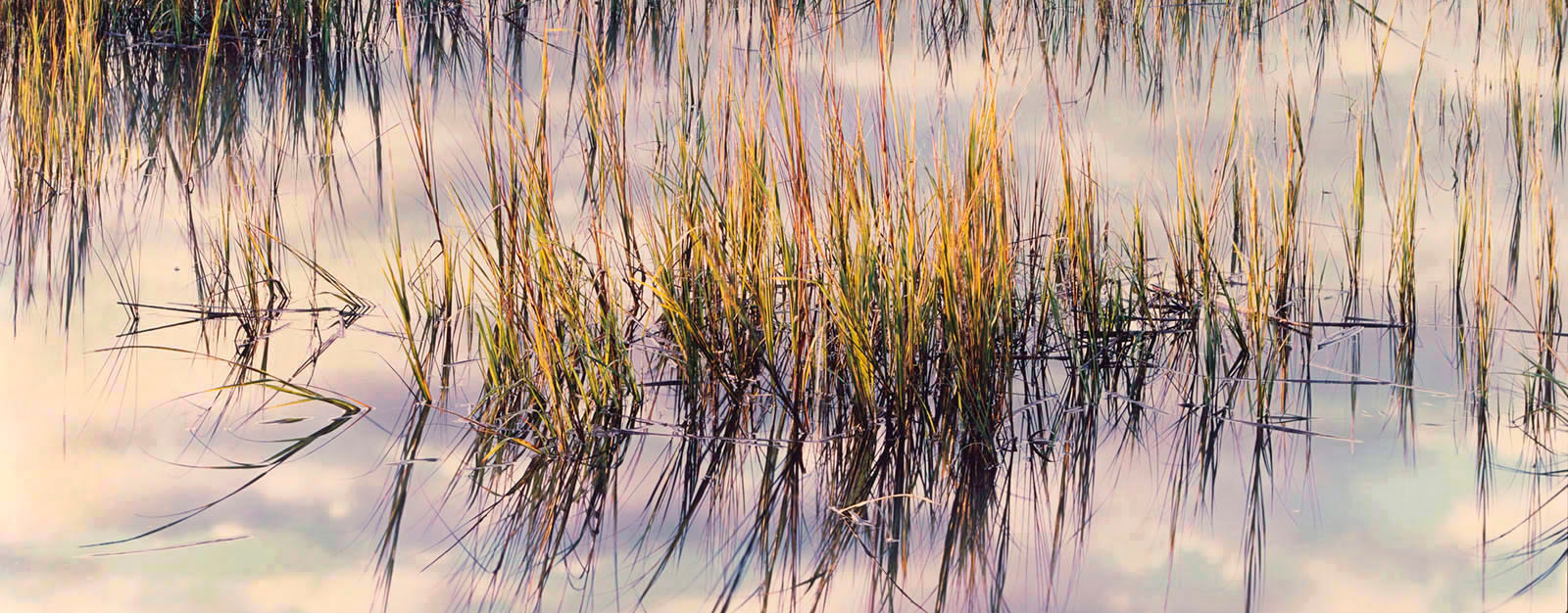 Marsh Grass at Sunrise