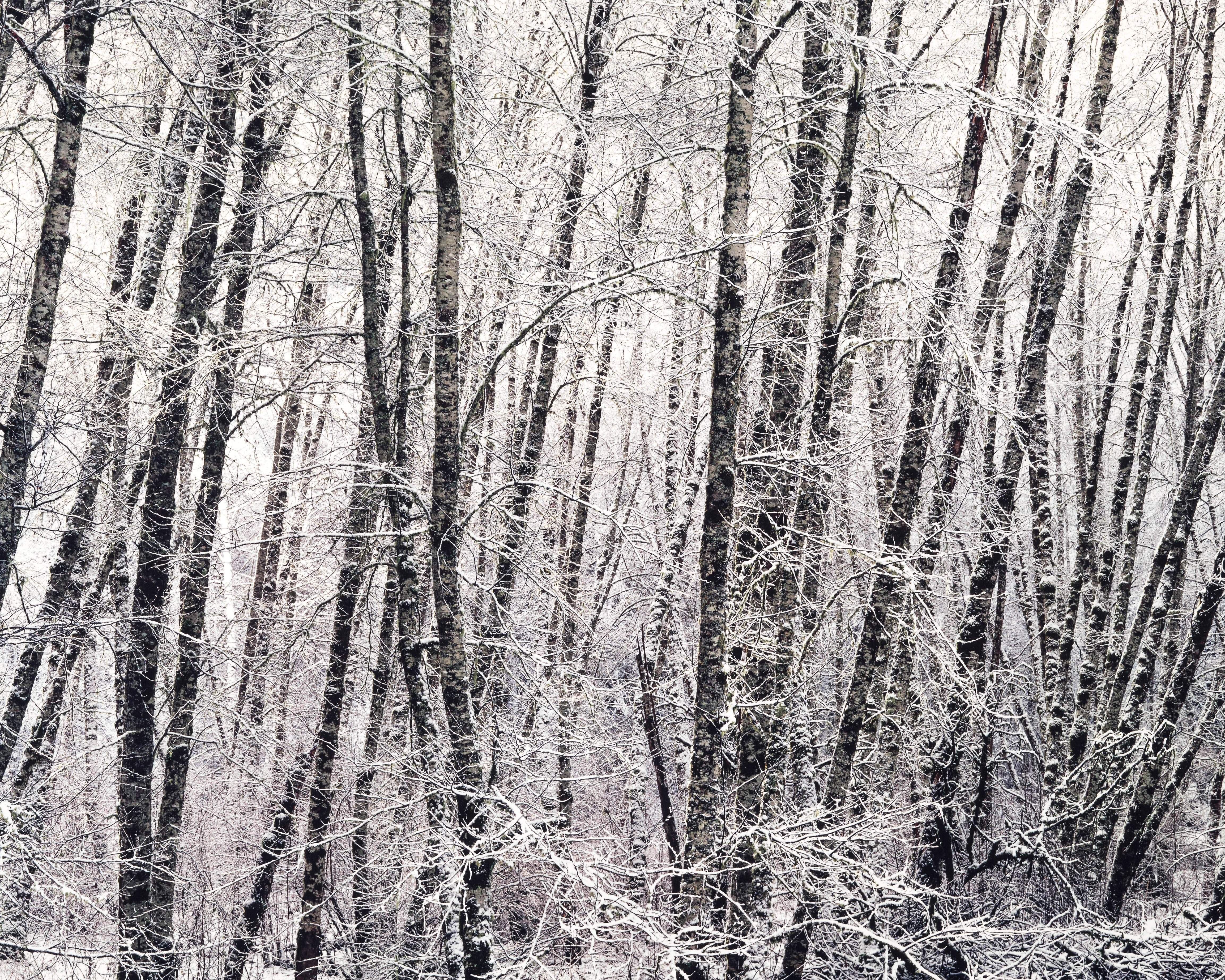 Snowy Alder Forest