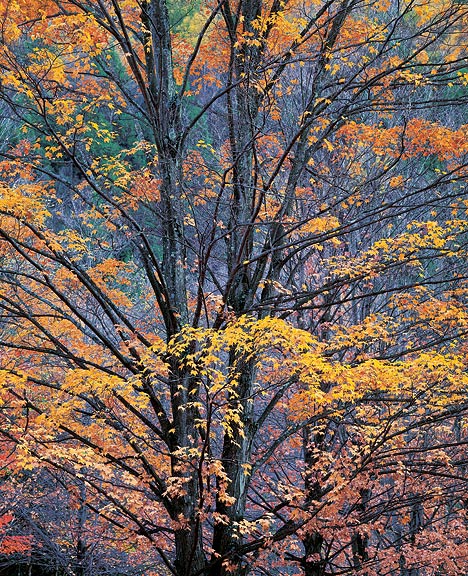 Yellow Maples at Twilight